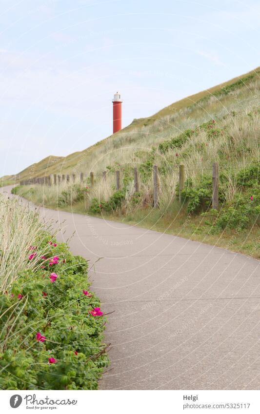 Cycle path along the fenced dike, blooming wild roses along the way. In the background a red lighthouse against a blue sky cycle path Dike Fence Lighthouse