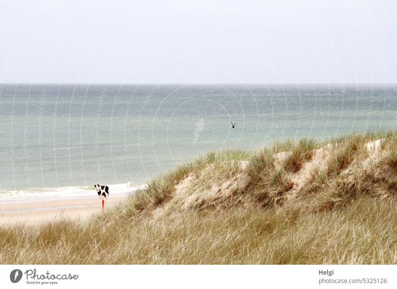 the cow on the beach - as a guide between dunes and sea Beach Ocean North Sea North Sea coast Netherlands Cow Wood characteristics Orientation Guidance Sky