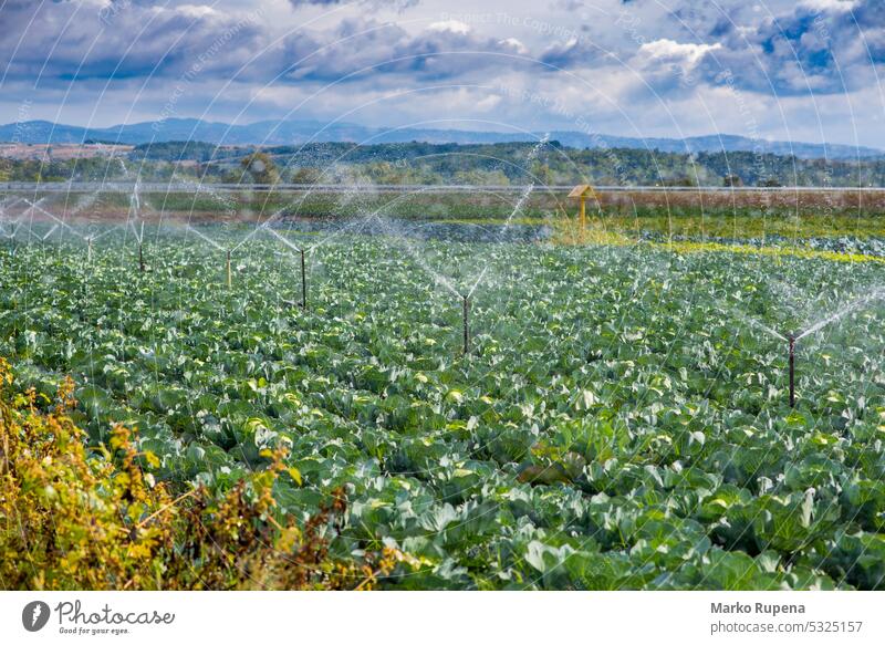 Irrigation system for watering cabbage field food agriculture sprinkler irrigation spraying vegetable technology nature farm green farming machine plant rural