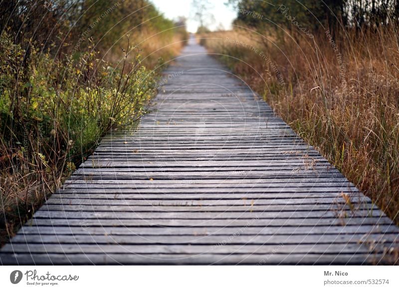 start Vacation & Travel Trip Far-off places Freedom Hiking Environment Nature Landscape Autumn Bushes Moss Bog Marsh Calm Woodway Infinity Right ahead