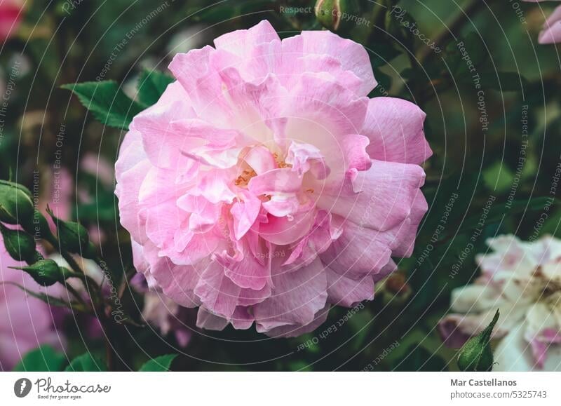 Pink rose flowers in the garden. Soft focus, vintage tone. Camellia plant flower. pink natural flora petal close-up macro spring floral flowering background