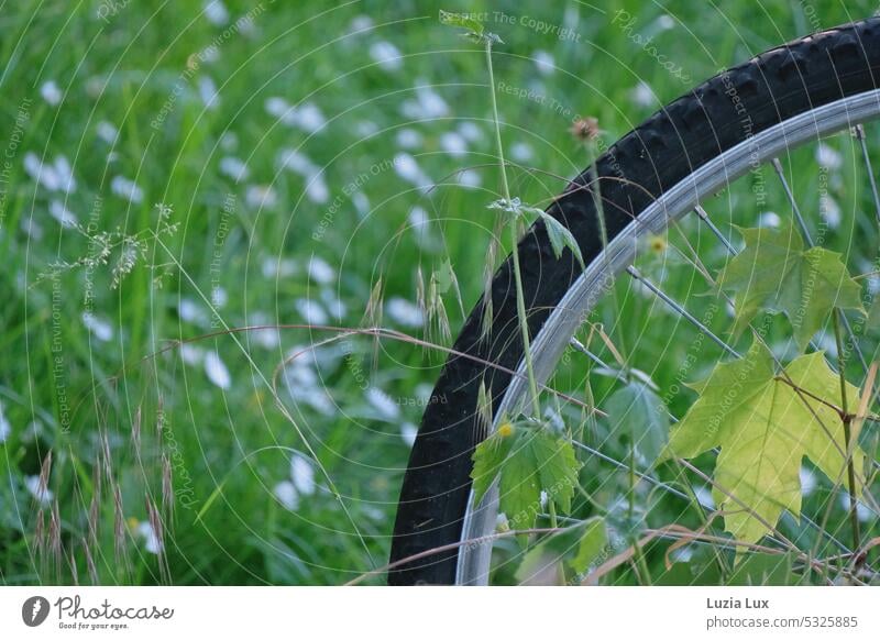 On the road in the green... Movement out Meadow Wheel Means of transport Transport Spokes urban idyllically Bicycle Green Cycling Road traffic Exterior shot