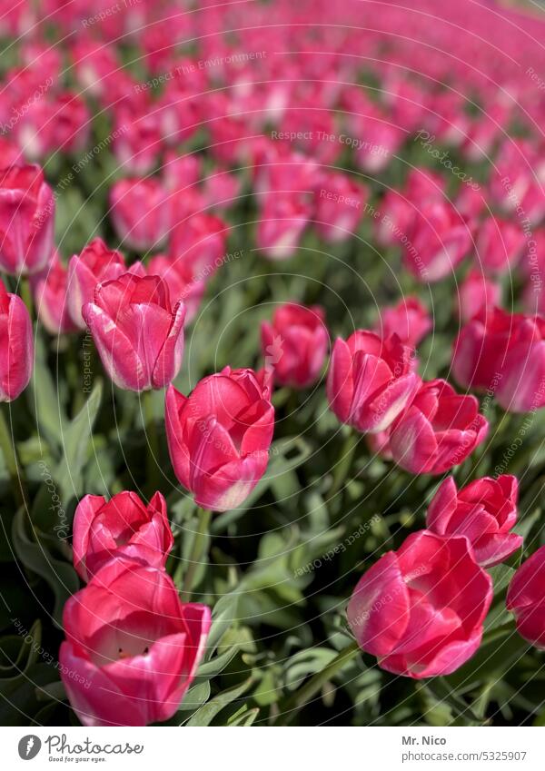 tulips gaudy Play of colours Tulip time colourful Nature flowers Spring fever Bright colours Blossom Tulip field Flower Row Blossoming Spring flower