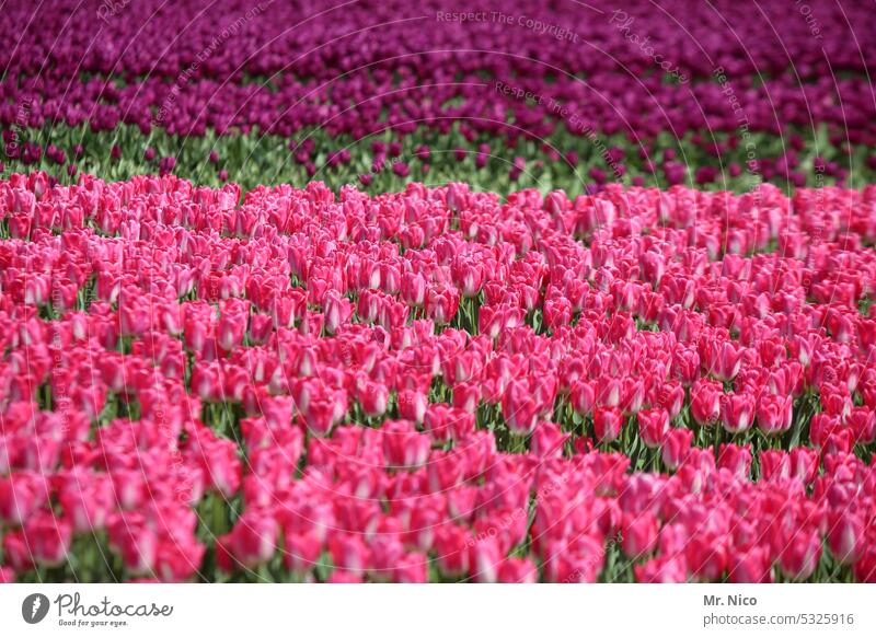 colorful tulip breeding pink Netherlands Spring flower dutch Plant Blossoming Tulip blossom Row Many Tulip field Flower Bright colours colourful Tulip time
