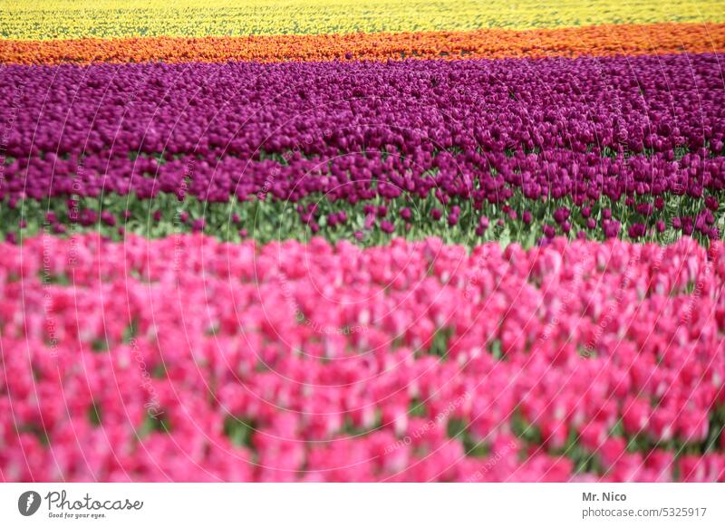 Tulips from Amsterdam gaudy tulips Tulip time Flower Row Plant Netherlands pink tulip breeding Spring flower dutch Tulip blossom Tulip field Blossoming Many