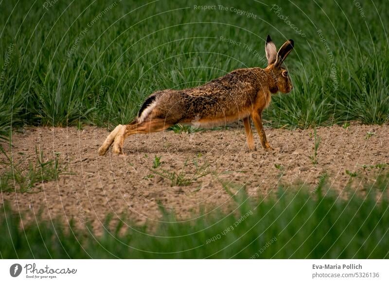 Field hare in pushup, sporty hare in field rabbit Hare & Rabbit & Bunny Grass Nature Exterior shot Wild animal Animal vigilantly Hare ears Environment Brown
