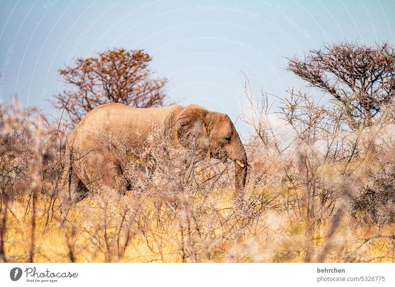 Animal Elephant etosha national park Etosha Etosha pan Wild animal Fantastic Exceptional Wilderness Free Namibia Safari Far-off places Wanderlust Africa