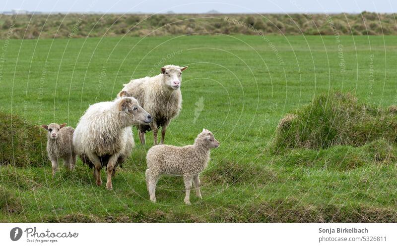 Little cute lambs with parents sheep hoofed wool horns grass green iceland trip meadow pasture livestock rural mammal animal countryside family farm landscape