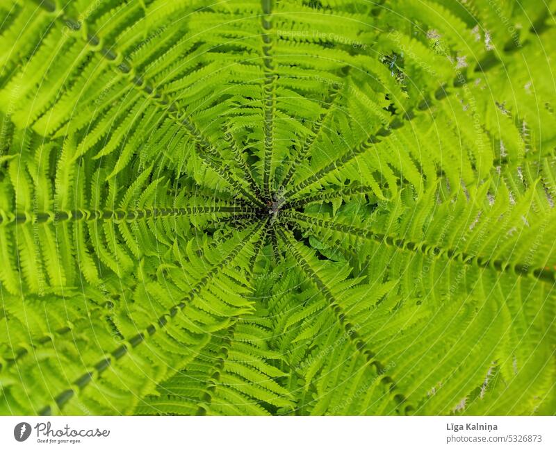 Green fern full frame background Fern Nature Plant Fern leaf Botany Foliage plant Leaf green Detail naturally Forest Fresh Wild plant Colour photo Environment
