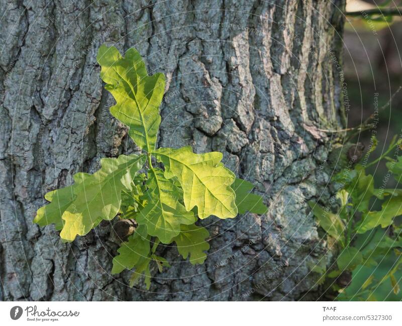 oak tree spring