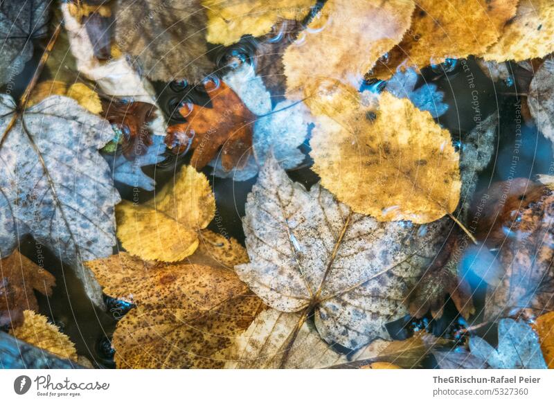 Leaves in water in autumn Leaf Water Yellow Brown Autumn Nature Deserted Exterior shot Autumn leaves Autumnal variegated Colour photo Seasons Early fall