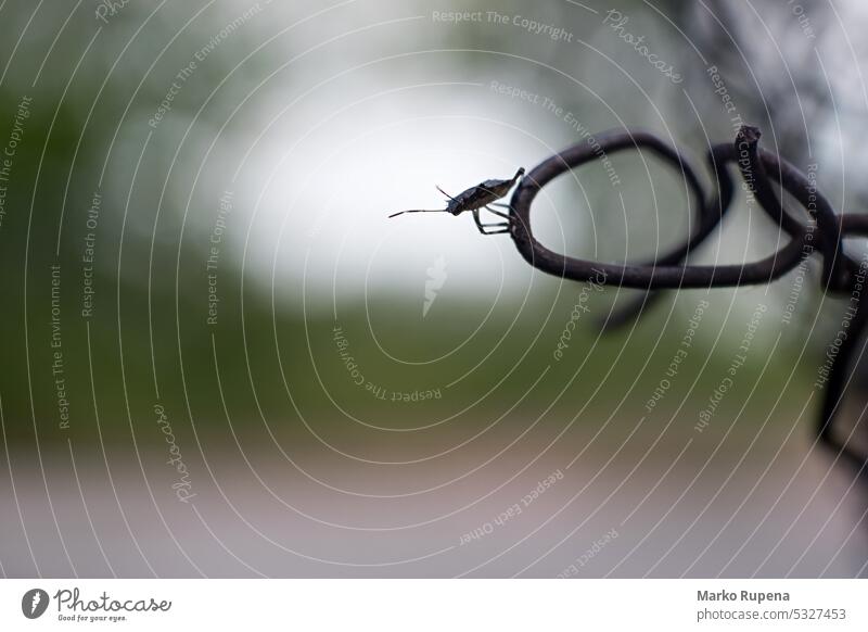 Silhouette of a shield bug also known as a stink beetle shield-bug pentatoma pentatomidae heteroptera insect hemiptera stink-bug nature animal closeup wildlife