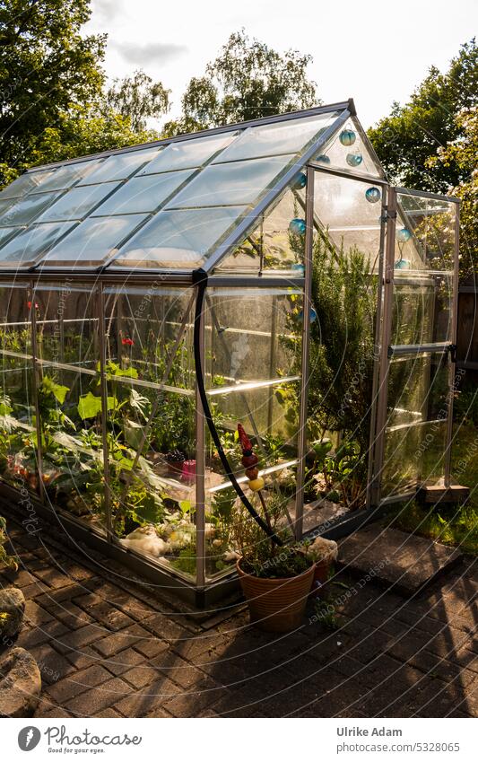 My gardener heart - The greenhouse Greenhouse Vegetable garden Garden bed wax Pane Transparent early bed spring Slice sowing Cucumbers Cucumber cultivation