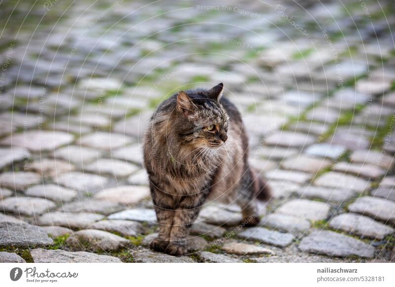 cat Looking Whisker Mammal hangover Love of animals Observe Curiosity Colour photo Watchfulness Cute Pelt Animal face Domestic cat Animal portrait Wild cat