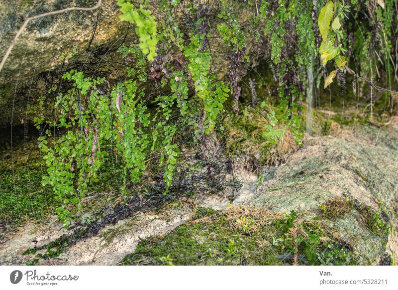 green Green Moss Fern Plant Nature naturally Fresh Water Runlet Stone Rock Deserted Colour photo Environment Wet