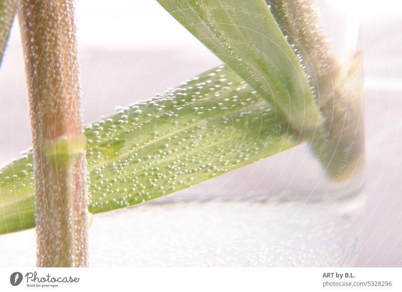 In the glass vase Vase lily pad water bubbles Blow Stalk lily stalk Water blow bud green Green flowery leaves Leaf unpeopled floral Noble Close-up Summer