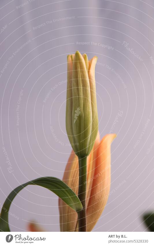 Almost like a candle garden magazine Newspaper decoration Pink Green bud green minimal flowery unpeopled petals Lily blossom lily leaves floral lily bud Noble