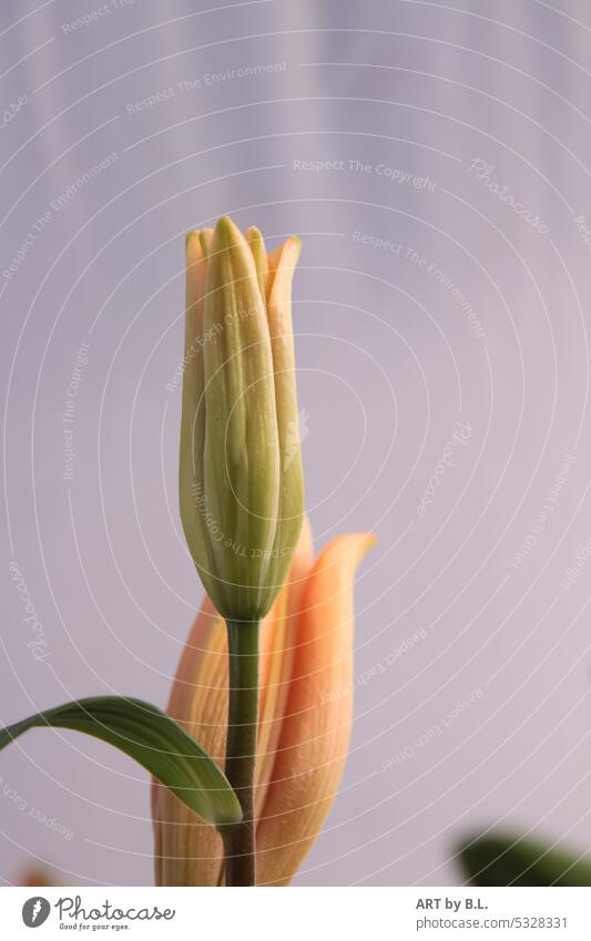 Lily bud detail close up lily Orange Stamp Blossom Close-up Colour photo Summer Flower flower Nature Garden macro flora floral lily bud Noble Delicate