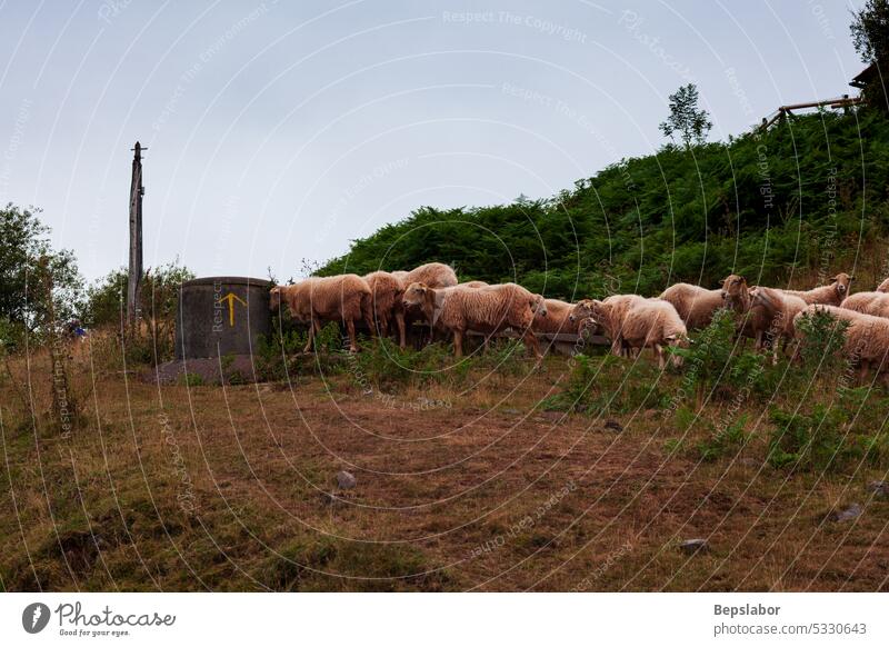 A flock of sheep French Pyrenees farming group mammal meadow wool french pyrenees herd lamb pasture rural animal farm animal field grass grazing green nature
