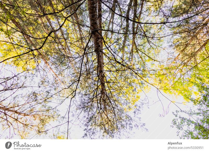 Lost Land Love II Overgrown trees Forest Tree Nature Exterior shot Deserted Green Light Environment upside down wrongly Colour photo Tree trunk Sunlight