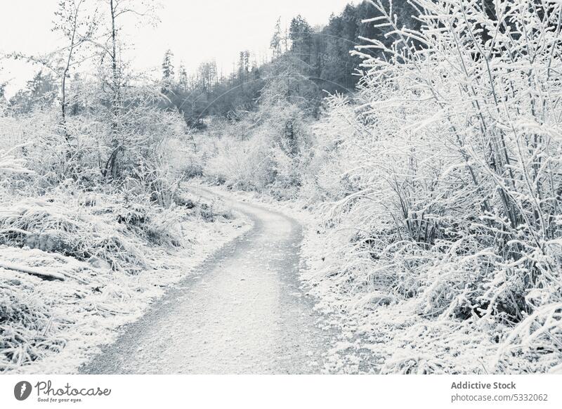 Frozen young trees and bushes along empty dirt road in winter highland frost snow shrub valley slope mountain snowy rime pathway hill peaceful hoarfrost travel