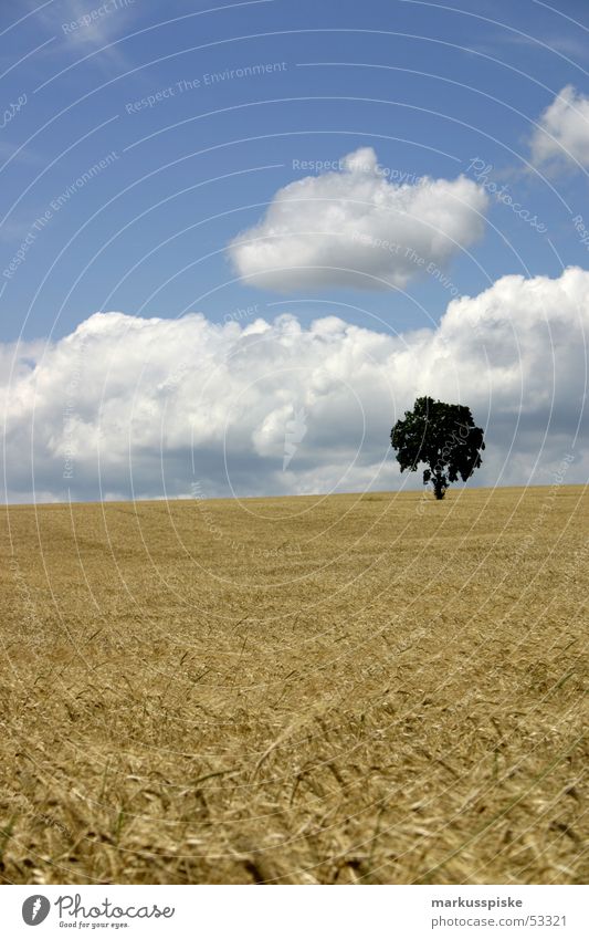 idyllic? Clouds Tree Field Wheat Oats Rye Agriculture Summer Sky Harvest Sun Grain