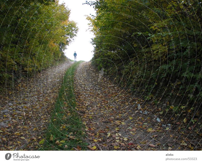 Way into the light Forest Tree Leaf Autumn Light Grass Meadow Forest road Footpath To go for a walk Going Lanes & trails Human being Tracks Branch Above