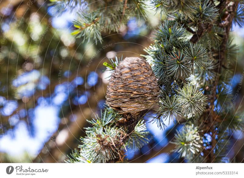 Cedar cone Cone Tree Nature Wood Exterior shot Plant naturally Colour photo Close-up Green Environment Detail Forest Shallow depth of field needles Branch Twig