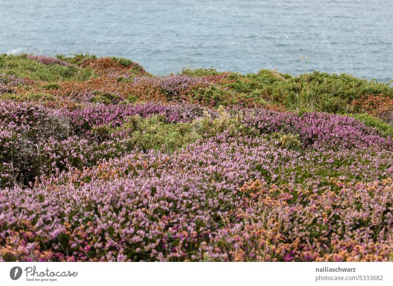 Atlantic coast Day Deserted Cap Fréhel France Colour photo Exterior shot Vacation & Travel Green Brown Blue Ocean Atlantic Ocean Brittany Cliff Flower meadow