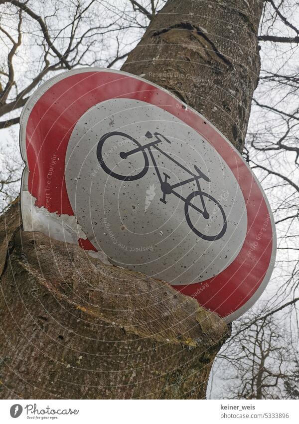 Tree eats sign on which is forbidden to ride a bike and a ban on bicycles in the forest does not go at all Bicycle ban Road sign Tree bark walkway