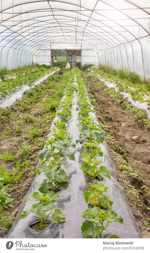 Interior of a greenhouse with organic vegetable seedlings, selective focus. agriculture mulch plasticulture horticulture farming field foil eco food produce
