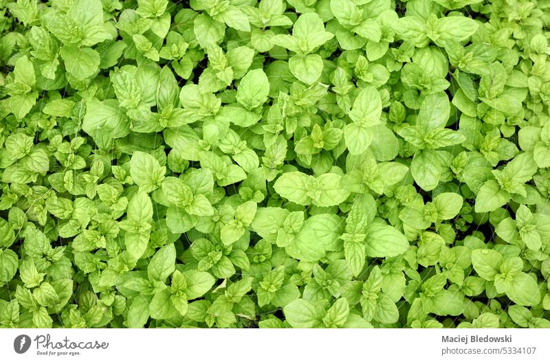 Close up picture of mint seedlings, selective focus. organic nursery herb leaf gardening greenhouse farm plant nature agriculture grow young farming industry
