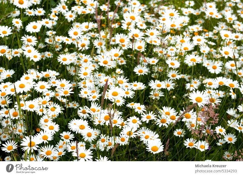 summer, sun, barbecue, meadow with daisies, green and white, grasses, fullness, flowers, place for text idyllic atmosphere Moody Exterior shot Deserted Light