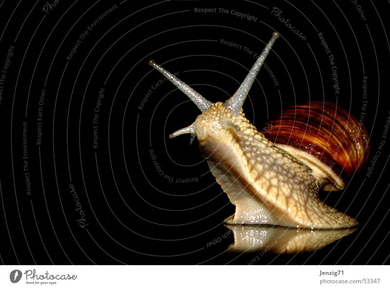 Night active - No.1 Vineyard snail Mollusk Snail Snail shell night owls