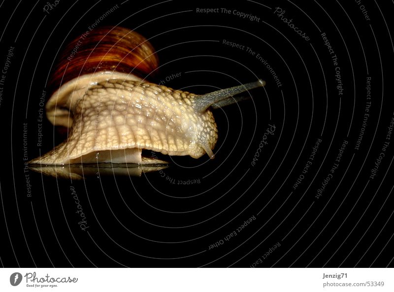 Night active - No.3 Vineyard snail Mollusk Snail Snail shell night owls