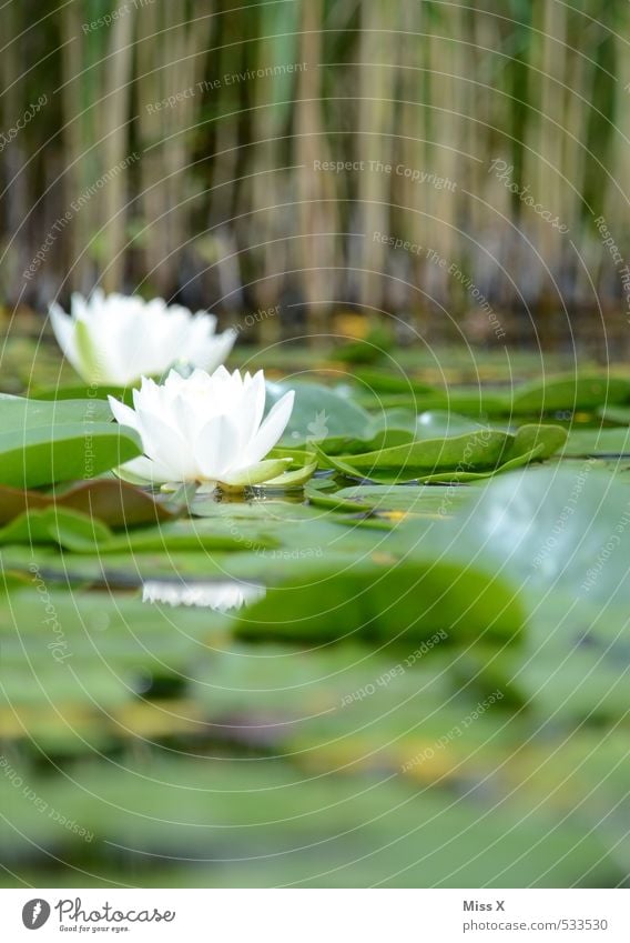 worm's-eye view Environment Nature Water Leaf Blossom Garden Bog Marsh Pond Blossoming Fragrance Swimming & Bathing Water lily Water lily leaf Water lily pond