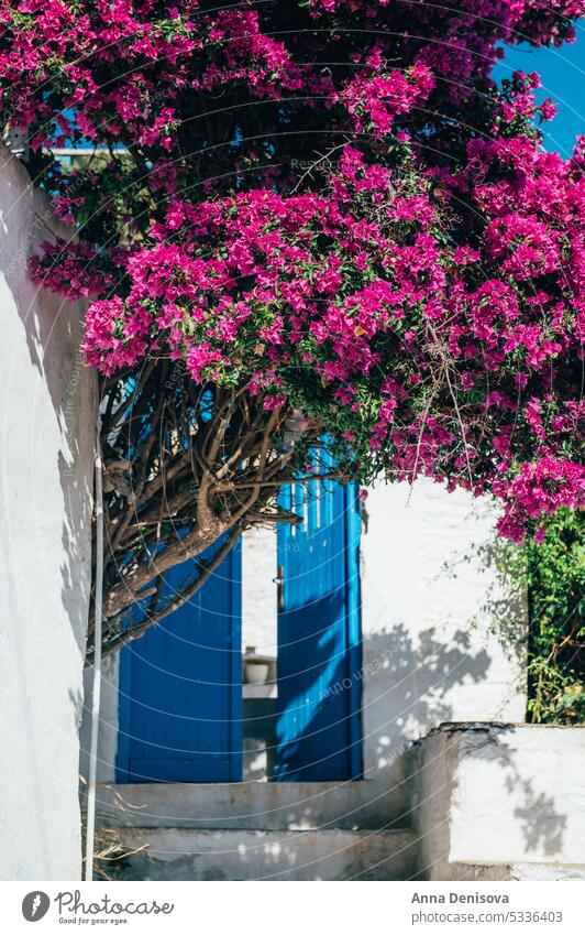 Isternia, Tinos, Cyclades, Greece tinos cyclades isternia greece bougainvillea blue travel island cycladic house tinos island cyclades islands tree greek street