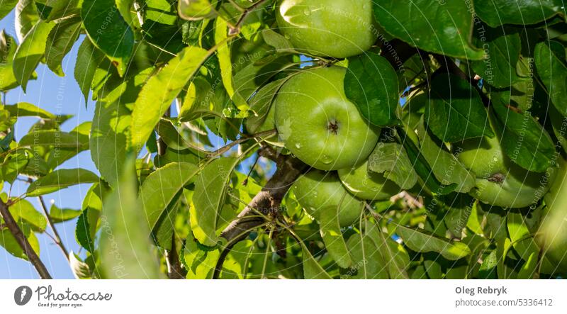 Green ripe apples among the leaves against the sky fruit food green healthy organic leaf freshness juicy agriculture autumn garden background diet delicious