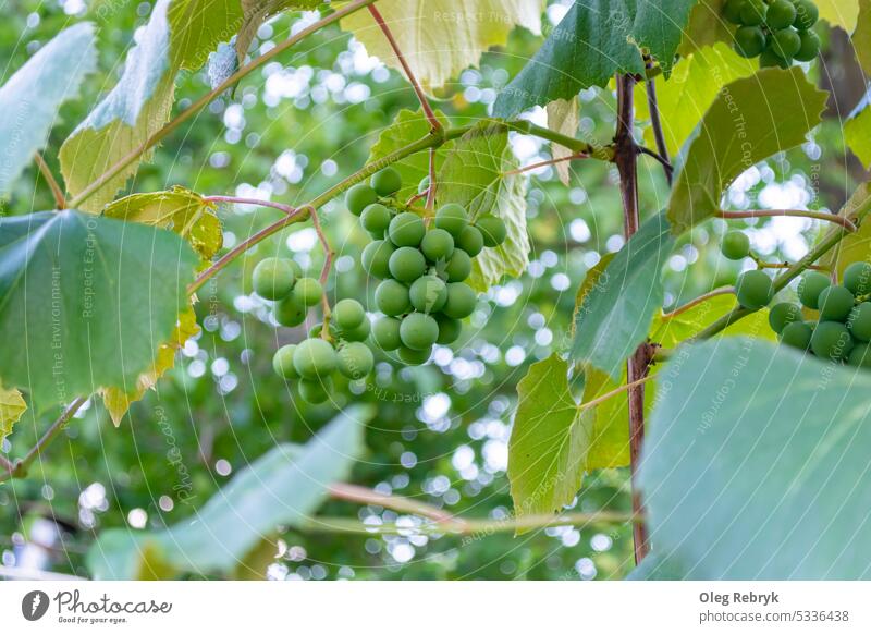 Green grapes are suspended on a vine in the middle of a vineyard. agriculture plant harvest wine green nature fruit bunch summer winery autumn rural sun leaf