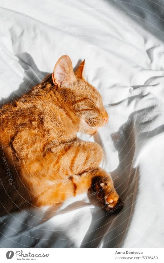Cute ginger cat sleeps on the bed cute relax pet orange cat home play cozy puss companion comfort house resting duvet fluffy fur sleeping pillow kitty adorable