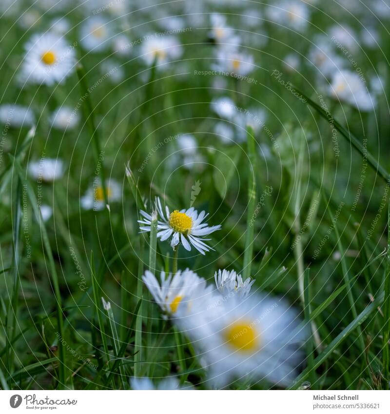 daisy forest Daisy daisy meadow Meadow Flower Spring Summer Green White Flower meadow Close-up Blossoming Spring fever Growth Nature Environment Beauty & Beauty