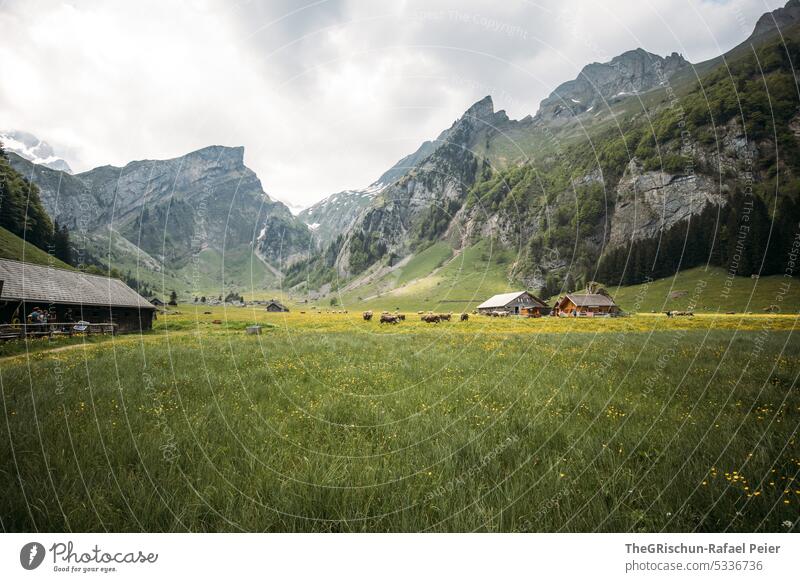 Alp with meadow and mountains in background Meadow Alpstein Appenzell Mountain Landscape Hiking Canton Appenzell Exterior shot Nature Colour photo Tourism