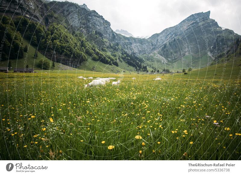 Alp with goats on the meadow Meadow Alpstein Appenzell Mountain Landscape Hiking Canton Appenzell Exterior shot Nature Colour photo Tourism Switzerland animals
