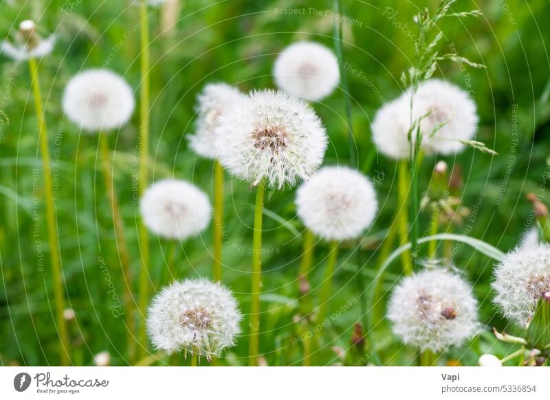 Dandelion Flowers Sunny Day Blowball Floral Landscape Stock Image