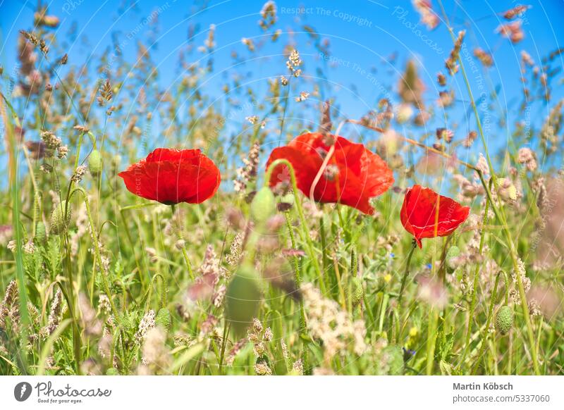 Poppies dreamy in corn field. Red petals in green field. Agriculture on the roadside Poppy grain wheat meadow sky red nature agriculture cultivation natural