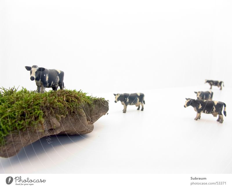 Moo_02 Cow Dappled Herd Movement of livestock Pasture Meadow White Black Multicoloured Mammal Cattleherd Dairy cow Deutsche Schwarzbunte Livestock breeding