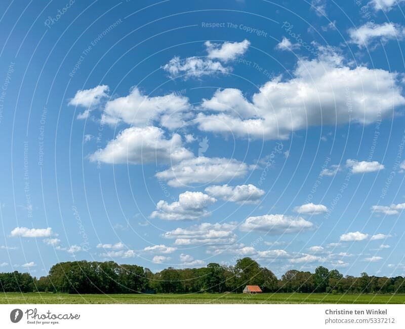 Summer at last Sky Summer sky Forest acre Hut red roof Roof Clouds Landscape Beautiful weather Münsterland fair weather clouds Nature Environment Blue Weather