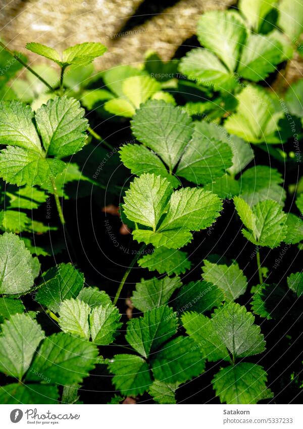 The Mock Strawberry plant for ground cover in the garden fresh green leaf nature natural season flora fruit growth wild plants environment close-up outdoor