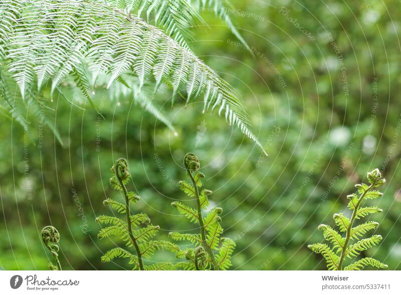 Fern leaves in different stages: very young and fully developed Plant Green Garden youthful Spring unfolds Shadow Damp Ground Delicate Green tones Juicy Calm
