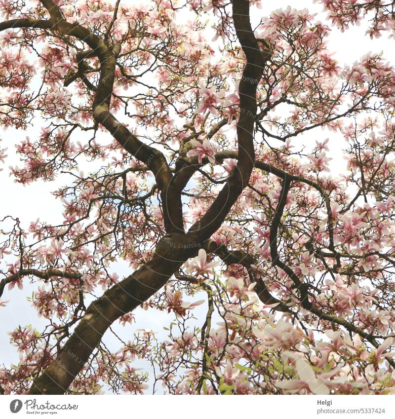 large magnolia tree in full bloom Magnolia tree Magnolia blossom Blossom Spring blossoming Branch Tree trunk Large Tall Nature Magnolia plants Blossoming